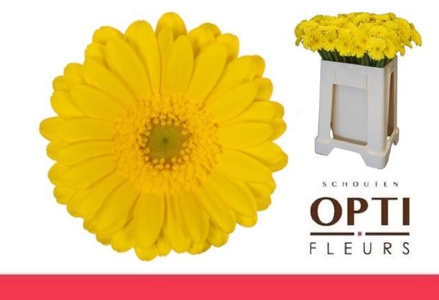 Срезанные цветы оптом Germini moreno от 80шт из Голландии с доставкой по России