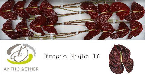 Срезанные цветы оптом Anthurium tropic night от 12шт. из Голландии с доставкой по России