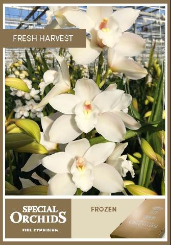 Срезанные цветы оптом Cymbidium white frozen от 8шт из Голландии с доставкой по России