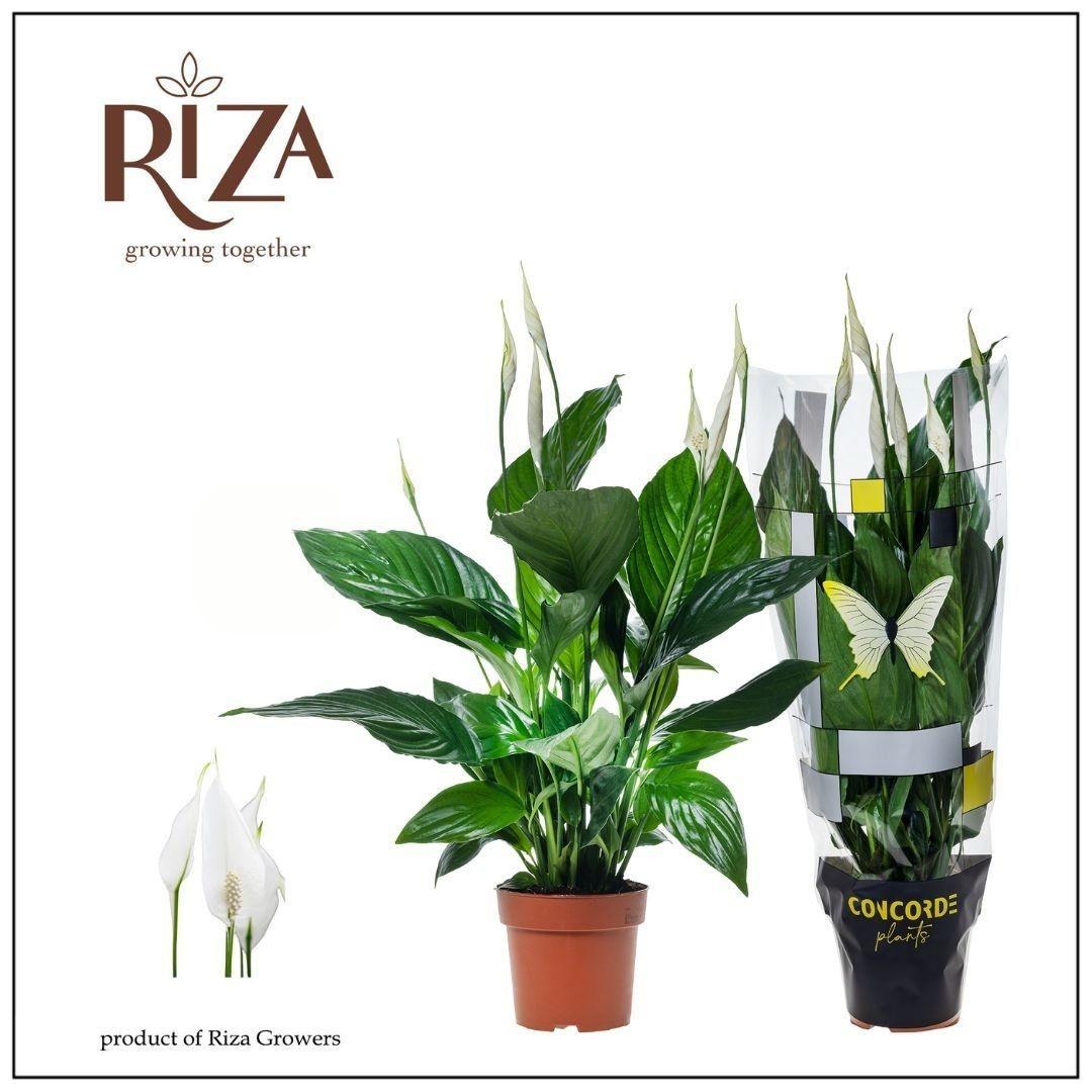 Горшечные цветы и растения оптом Spath Sweet Ricardo от 8шт из Голландии с доставкой по России