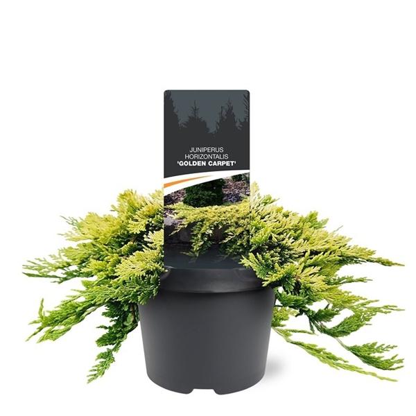 Горшечные цветы и растения оптом Juniperus Hor Golden Carpet от 1шт из Голландии с доставкой по России