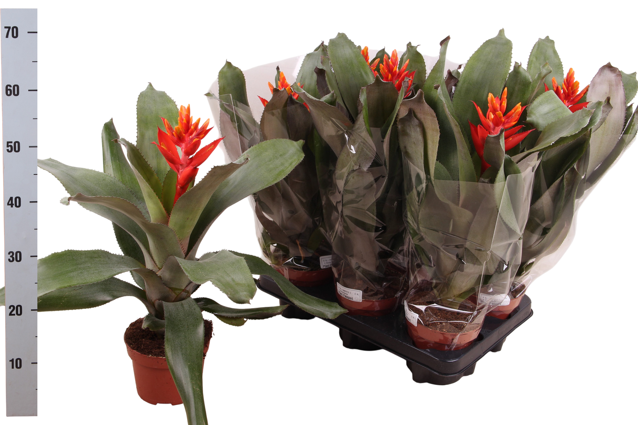 Горшечные цветы и растения оптом Aech Pe Elegant Flam от 6шт из Голландии с доставкой по России