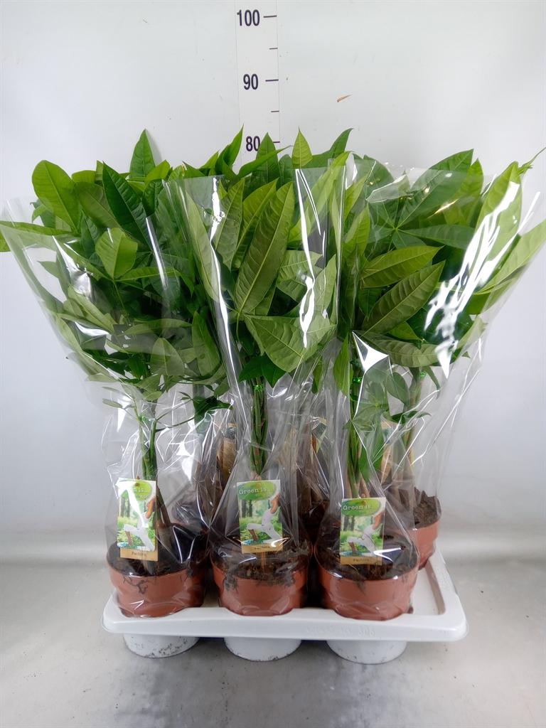 Горшечные цветы и растения оптом Pachira Aquatica от 6шт из Голландии с доставкой по России