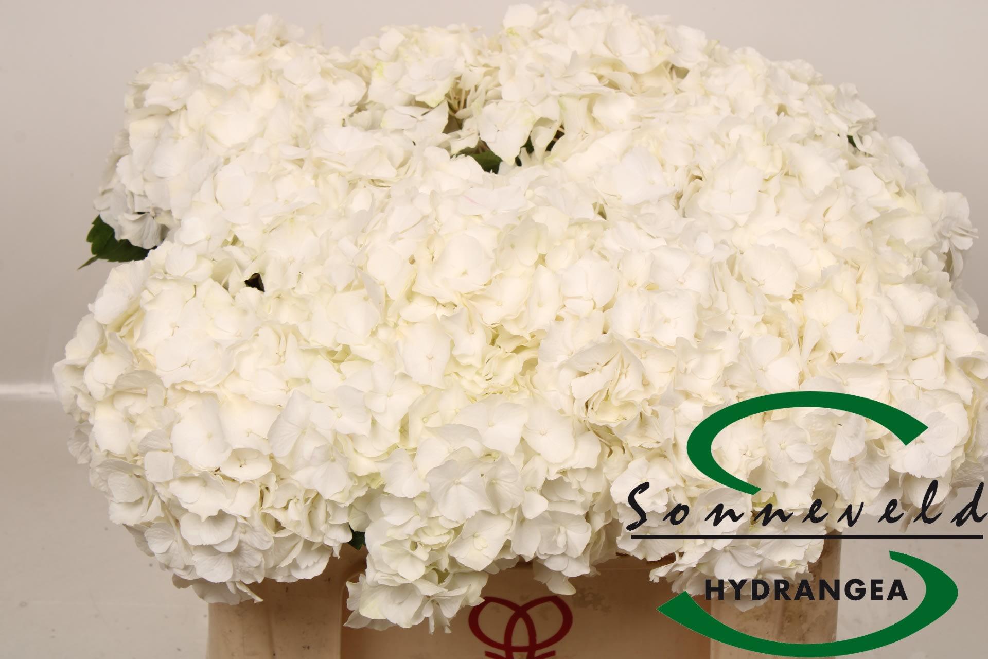 Срезанные цветы оптом Hydrangea white verena от 10шт из Голландии с доставкой по России