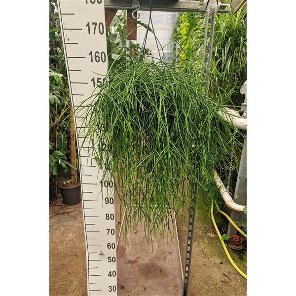 Горшечные цветы и растения оптом Rhipsalis Pulchra Hanging Plant от 1шт из Голландии с доставкой по России