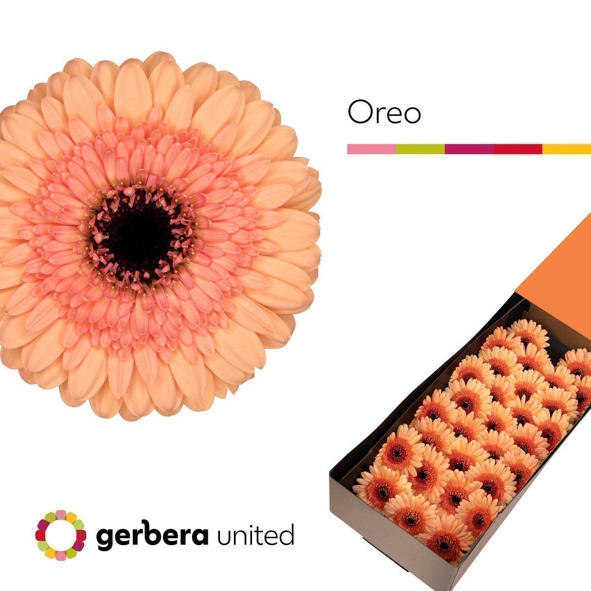 Срезанные цветы оптом Germini oreo от 30шт из Голландии с доставкой по России
