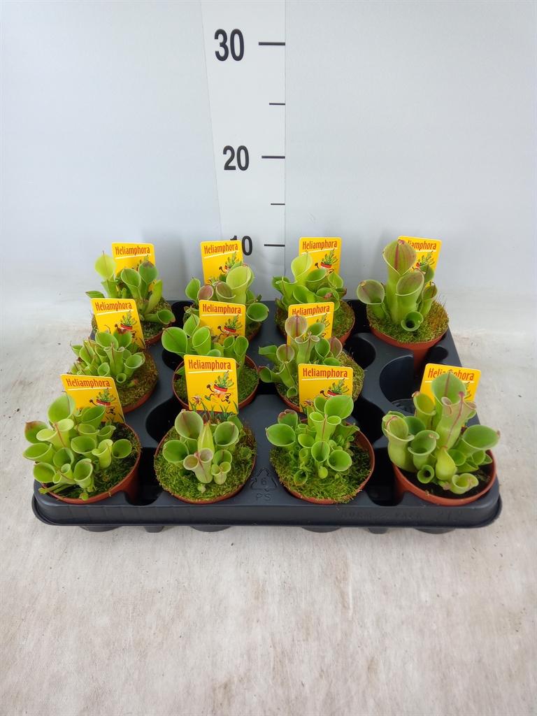 Горшечные цветы и растения оптом Vleesetende Planten от 11шт (для телеги) из Голландии с доставкой по России