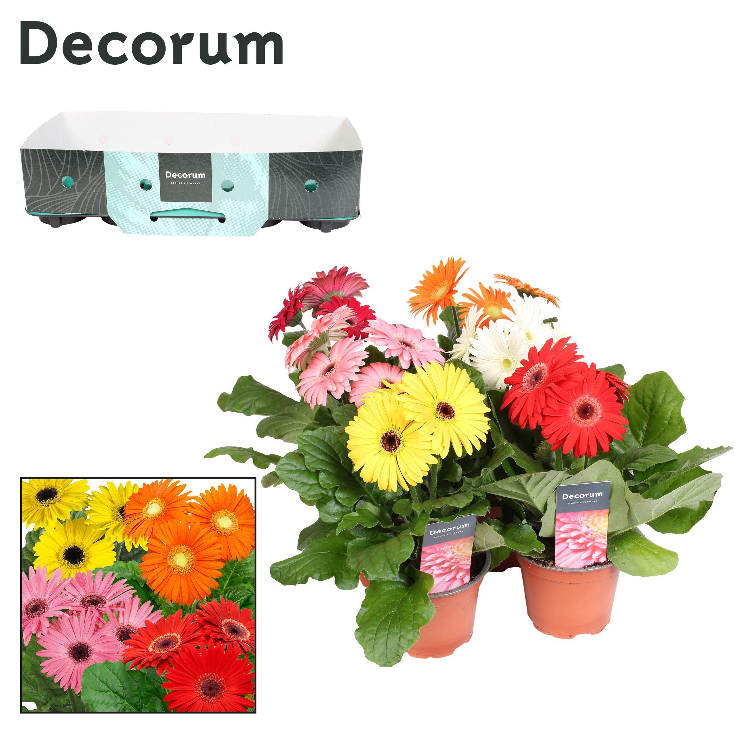 Горшечные цветы и растения оптом Gerbera Mix 3+ Showbox (decorum) от 1шт (для телеги) из Голландии с доставкой по России
