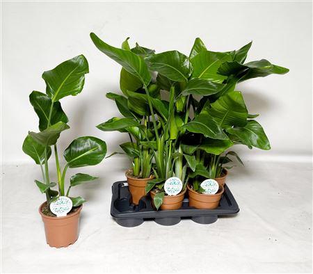 Горшечные цветы и растения оптом Strelitzia Nicolai * Spring Deal * от 6шт из Голландии с доставкой по России