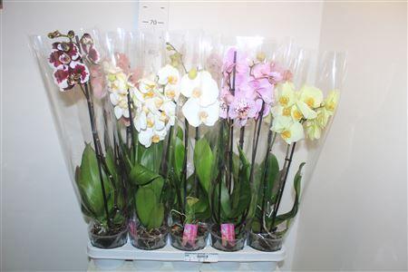 Горшечные цветы и растения оптом Phalaenopsis Gemengd 1-2 Branches 10+ от 10шт из Голландии с доставкой по России