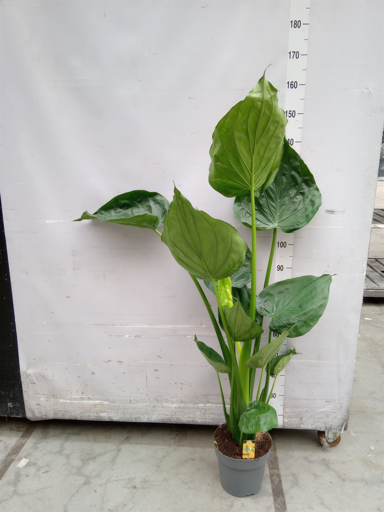 Горшечные цветы и растения оптом Alocasia Cucullata от 1шт (для телеги) из Голландии с доставкой по России