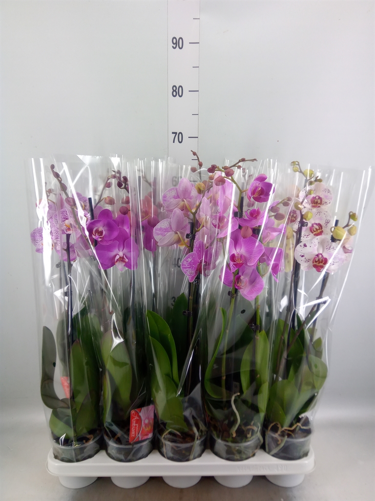 Горшечные цветы и растения оптом Phalaenopsis   ...mix от 10шт из Голландии с доставкой по России