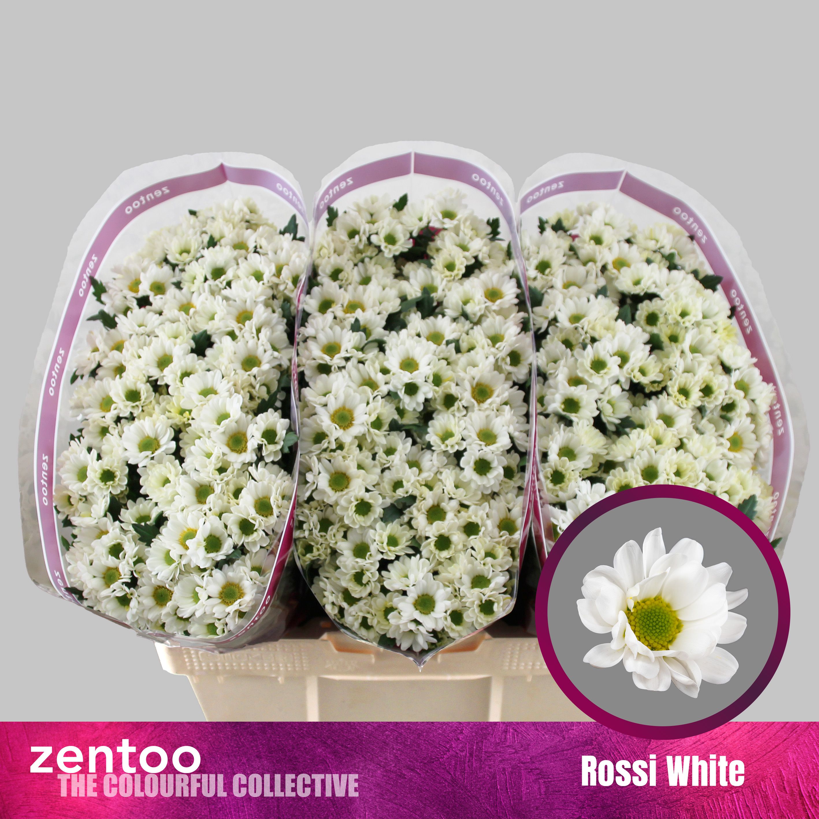 Срезанные цветы оптом Chrys sa rossi white от 225шт. из Голландии с доставкой по России