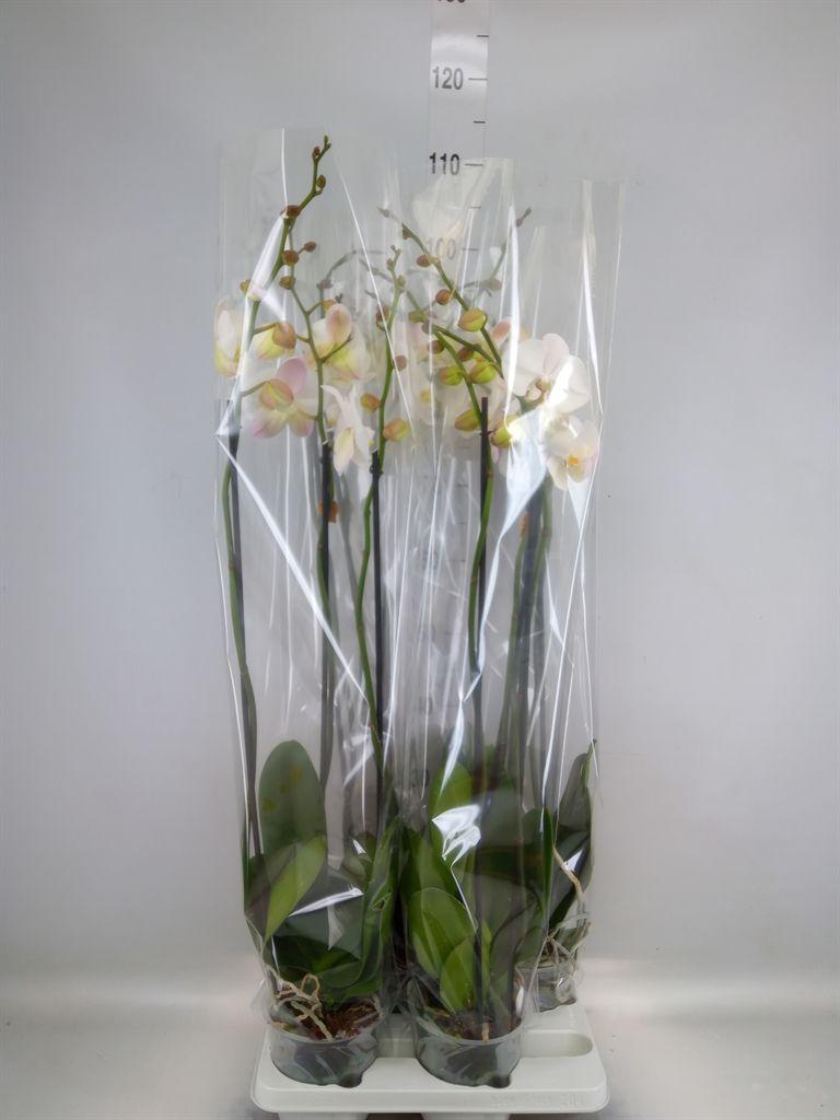 Горшечные цветы и растения оптом Phalaenopsis   ...white от 4шт из Голландии с доставкой по России