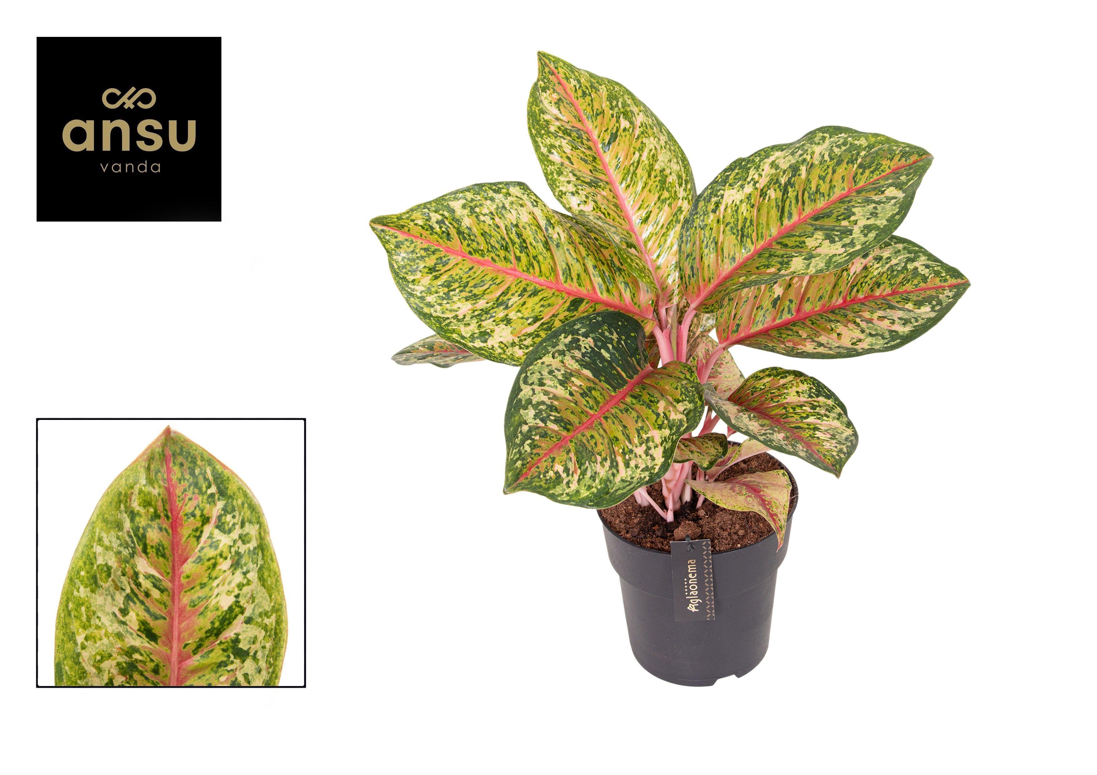 Горшечные цветы и растения оптом Aglaonema Carnival Queen от 3шт из Голландии с доставкой по России