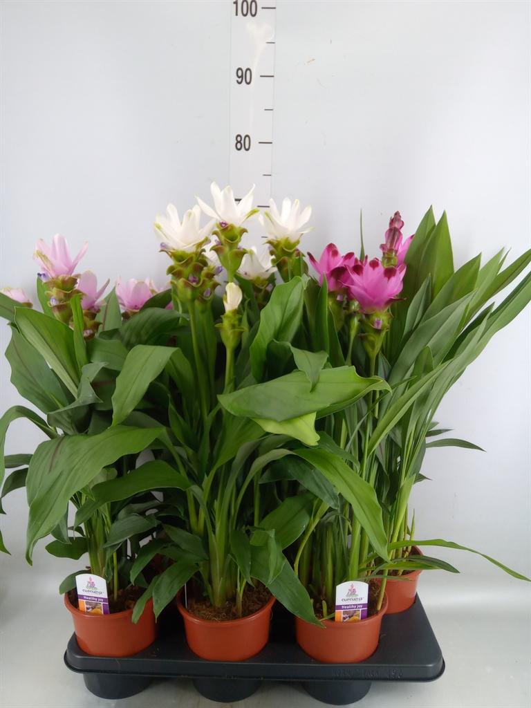 Горшечные цветы и растения оптом Curcuma   ...mix от 6шт из Голландии с доставкой по России