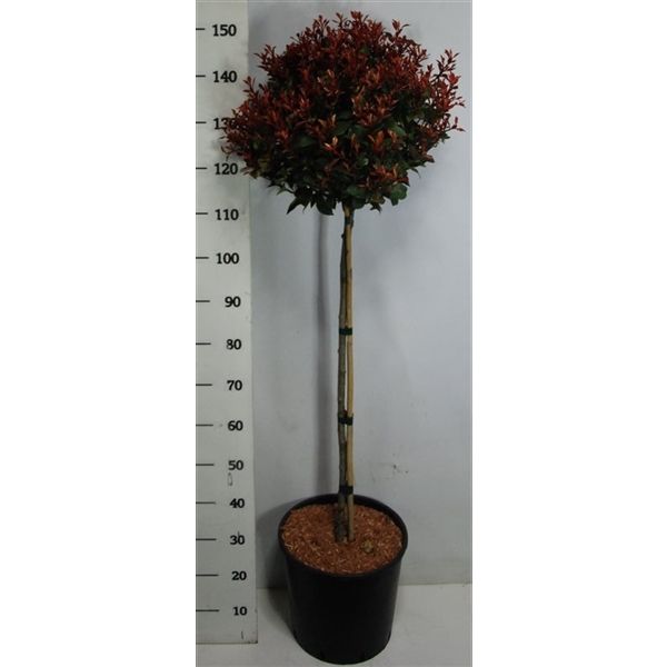 Горшечные цветы и растения оптом Photinia Fras Little Red Robin On Stem от 1шт из Голландии с доставкой по России