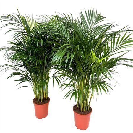 Горшечные цветы и растения оптом Dypsis Lutescens от 1шт из Голландии с доставкой по России