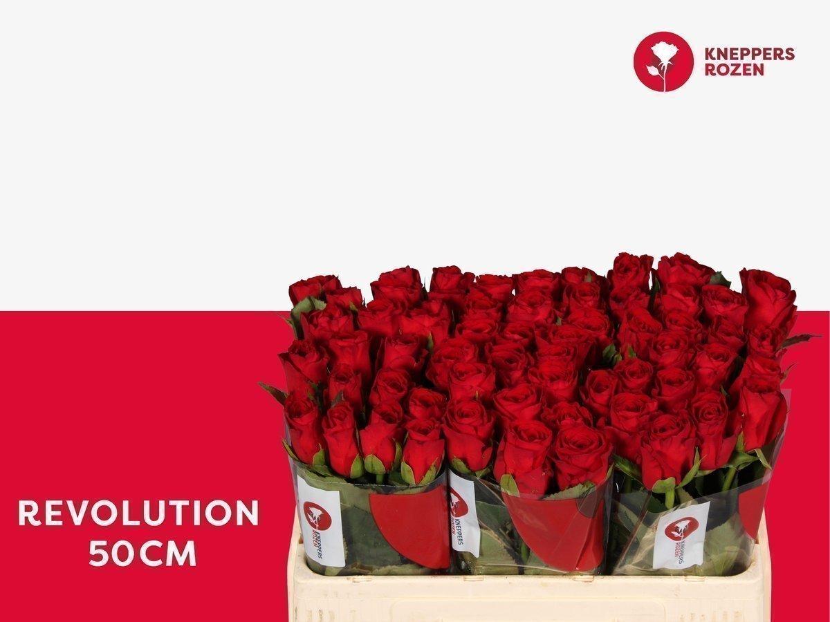 Срезанные цветы оптом Rosa large revolution от 60шт из Голландии с доставкой по России