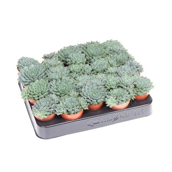 Горшечные цветы и растения оптом Echeveria Rundelii от 20шт (для телеги) из Голландии с доставкой по России