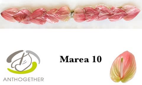 Срезанные цветы оптом Anthurium marea от 10шт. из Голландии с доставкой по России