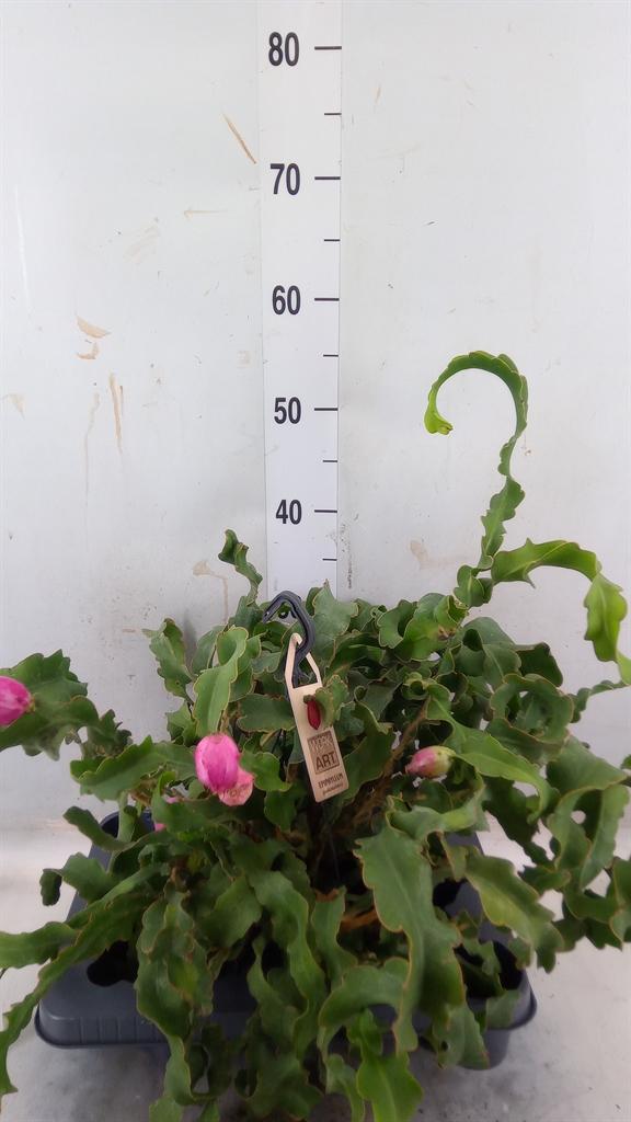 Горшечные цветы и растения оптом Epiphyllum Guatem. Var. Monstrosa от 1шт из Голландии с доставкой по России