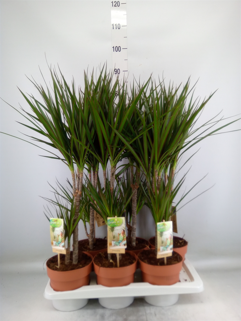 Горшечные цветы и растения оптом Dracaena Marg. от 6шт из Голландии с доставкой по России