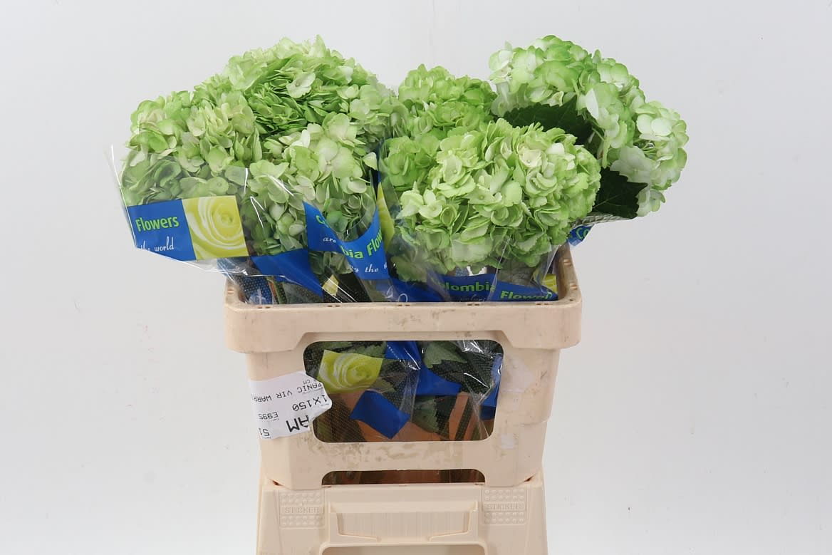 Срезанные цветы оптом Hydrangea от 10шт из Голландии с доставкой по России