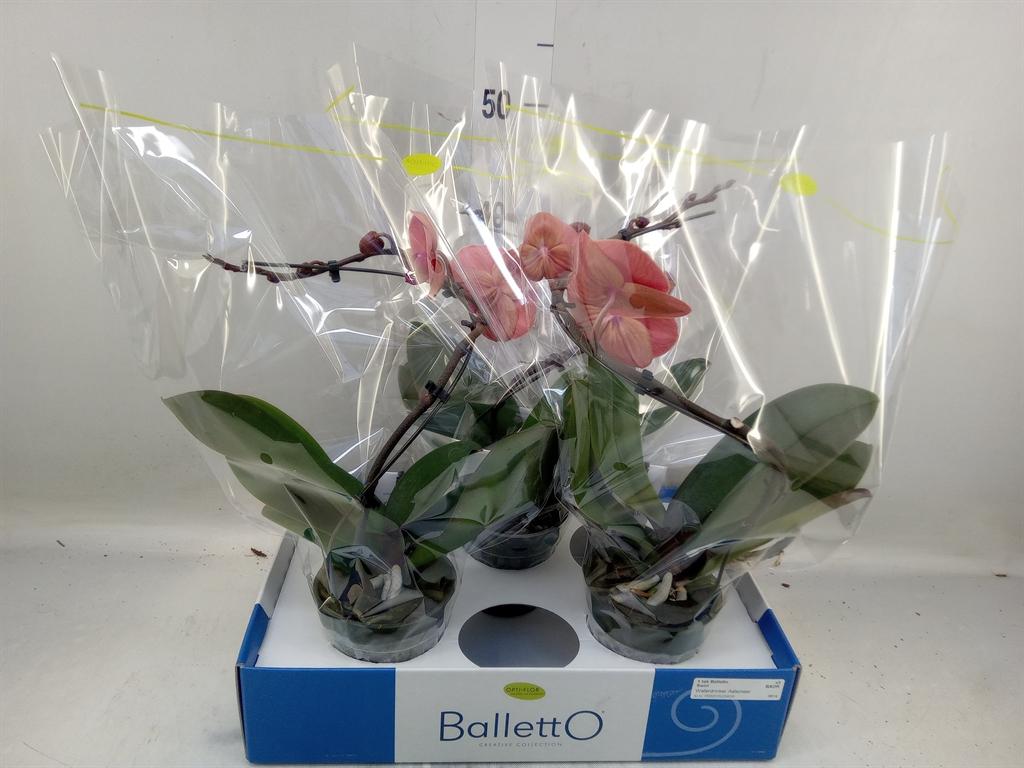 Горшечные цветы и растения оптом Phalaenopsis   ...orange от 3шт из Голландии с доставкой по России