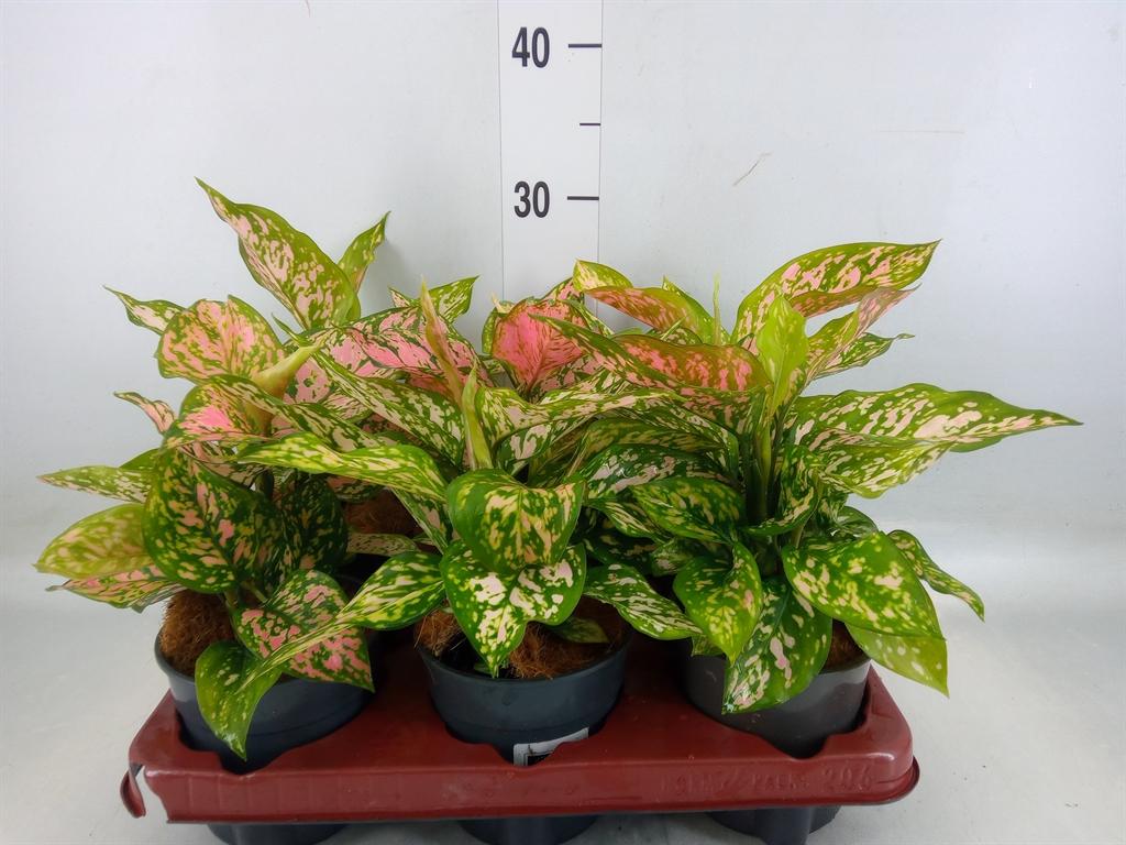 Горшечные цветы и растения оптом Aglaonema Pink от 6шт из Голландии с доставкой по России