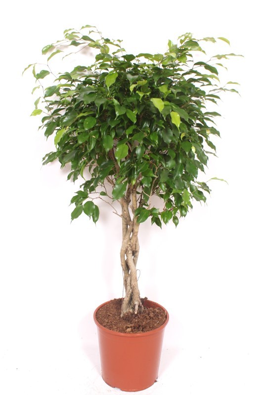 Горшечные цветы и растения оптом Ficus Be Exotica Twisted Stem от 1шт из Голландии с доставкой по России