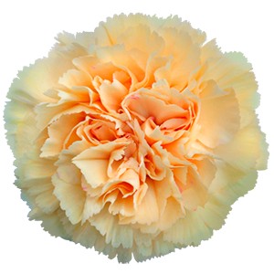 Срезанные цветы оптом Dianthus st crimea от 300шт из Голландии с доставкой по России