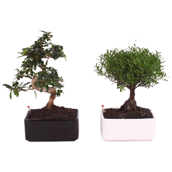 Горшечные цветы и растения оптом Bonsai Mix S-shape In Easy Care Ceramic Black/wh от 4шт из Голландии с доставкой по России