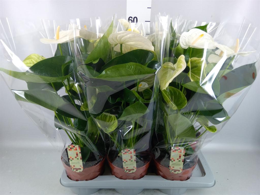 Горшечные цветы и растения оптом Anthurium Andr. alpine от 6шт из Голландии с доставкой по России