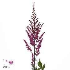 Срезанные цветы оптом Astilbe maggie daley от 100шт из Голландии с доставкой по России