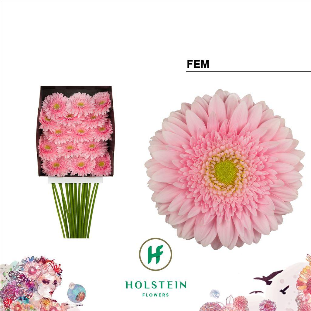 Срезанные цветы оптом Gerbera diamond fem от 15шт из Голландии с доставкой по России