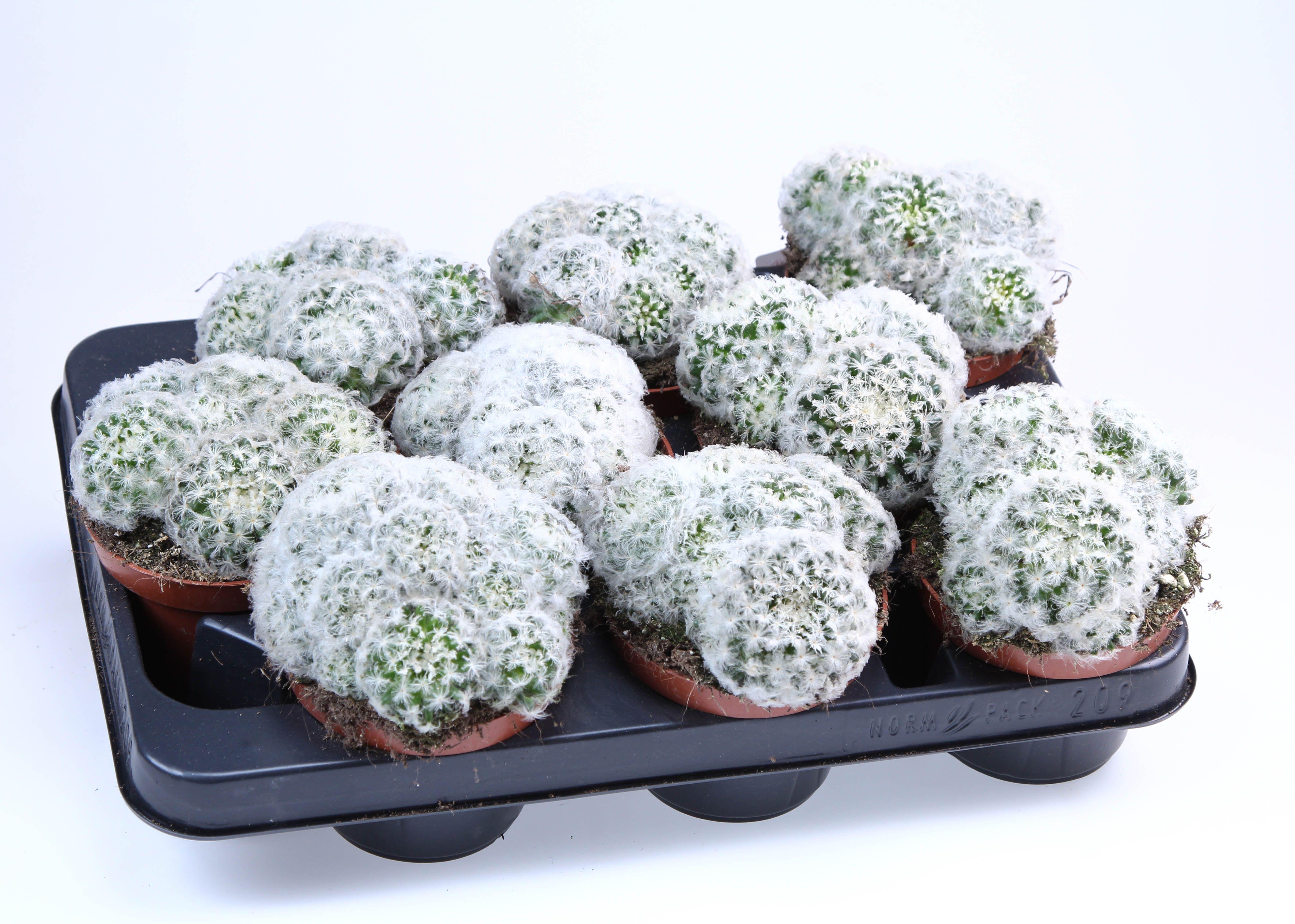 Горшечные цветы и растения оптом Mammillaria Plumosa от 9шт из Голландии с доставкой по России