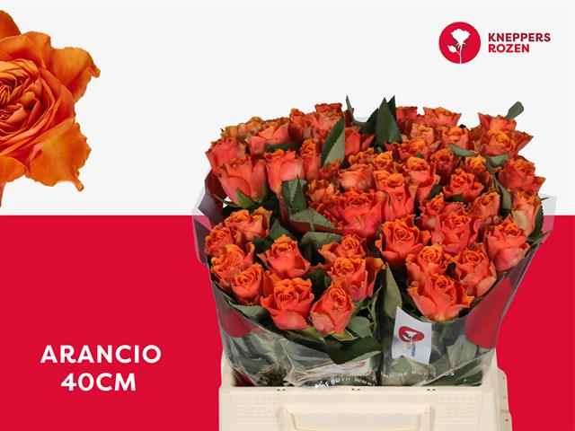 Срезанные цветы оптом Rosa la arancio от 50шт из Голландии с доставкой по России