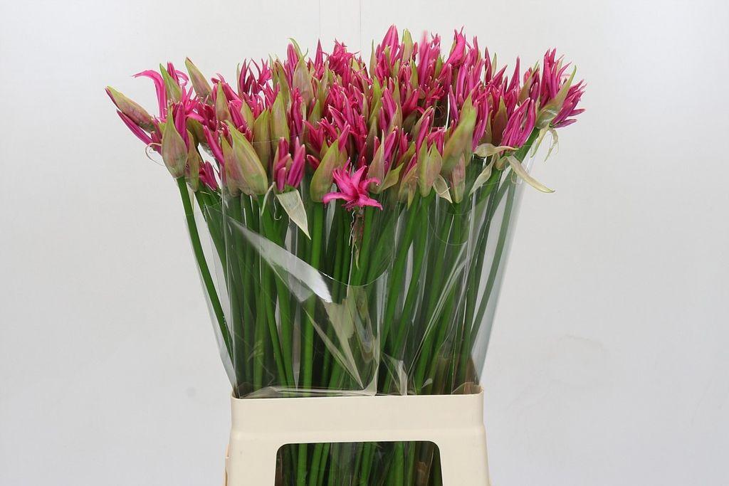 Срезанные цветы оптом Nerine bowdenii alexandra от 100шт из Голландии с доставкой по России