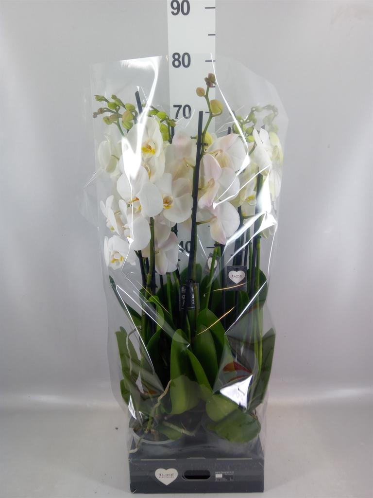 Горшечные цветы и растения оптом Phalaenopsis ant Cambridge от 5шт из Голландии с доставкой по России