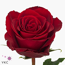 Срезанные цветы оптом Rosa large madam red от 60шт из Голландии с доставкой по России