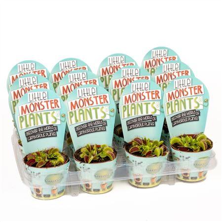 Горшечные цветы и растения оптом Dionaea Potcover Little Monster Plants от 12шт (для телеги) из Голландии с доставкой по России Горшечные цветы и растения оптом Dionaea Potcover Little Monster Plants от 12шт (для телеги) из Голландии с доставкой по России