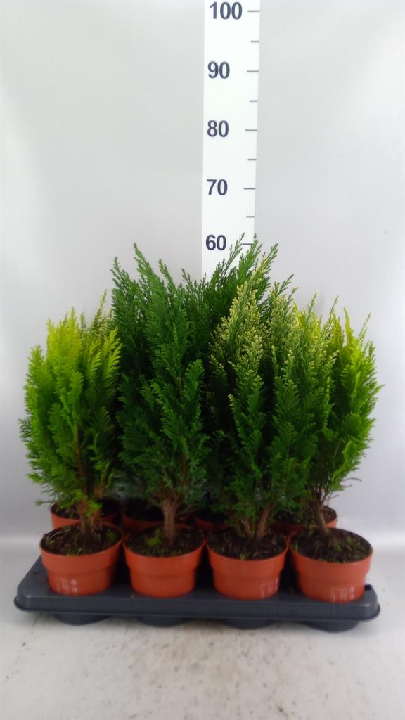 Горшечные цветы и растения оптом Conifers ...mix от 8шт из Голландии с доставкой по России