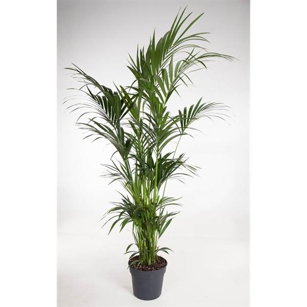 Горшечные цветы и растения оптом Howea Forsteriana 12+ от 1шт из Голландии с доставкой по России Горшечные цветы и растения оптом Howea Forsteriana 12+ от 1шт из Голландии с доставкой по России