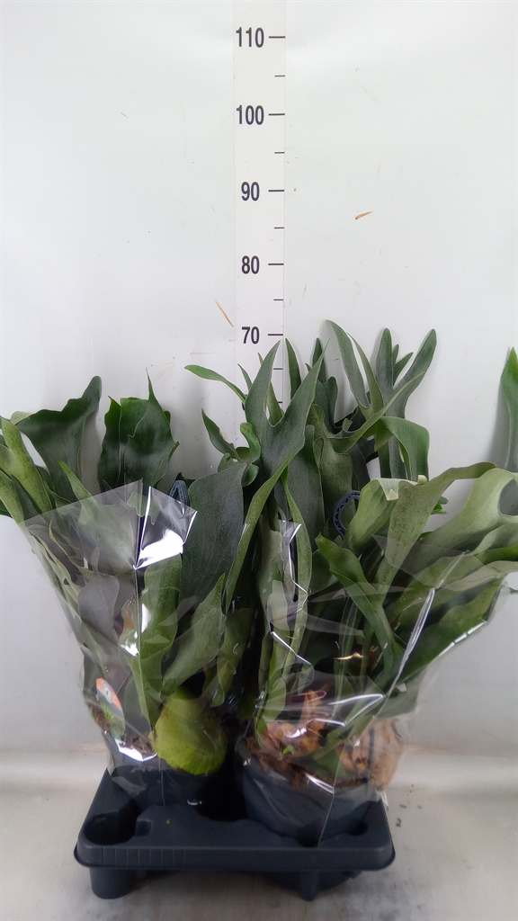 Горшечные цветы и растения оптом Platycerium Bifurc. от 2шт из Голландии с доставкой по России