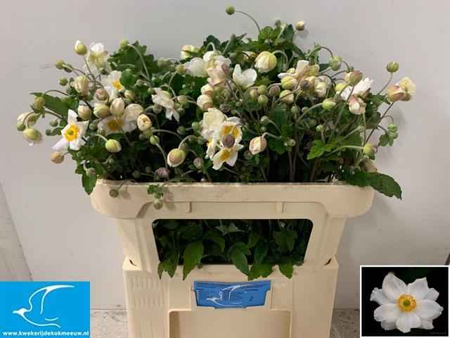 Срезанные цветы оптом Anemone japonica white от 80шт из Голландии с доставкой по России