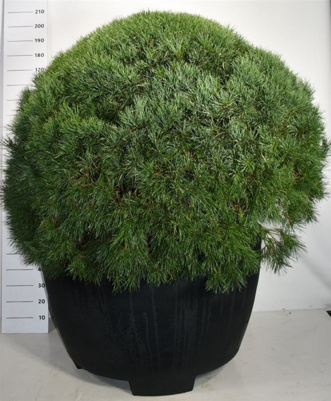 Горшечные цветы и растения оптом Pinus Sylv Watereri от 1шт из Голландии с доставкой по России