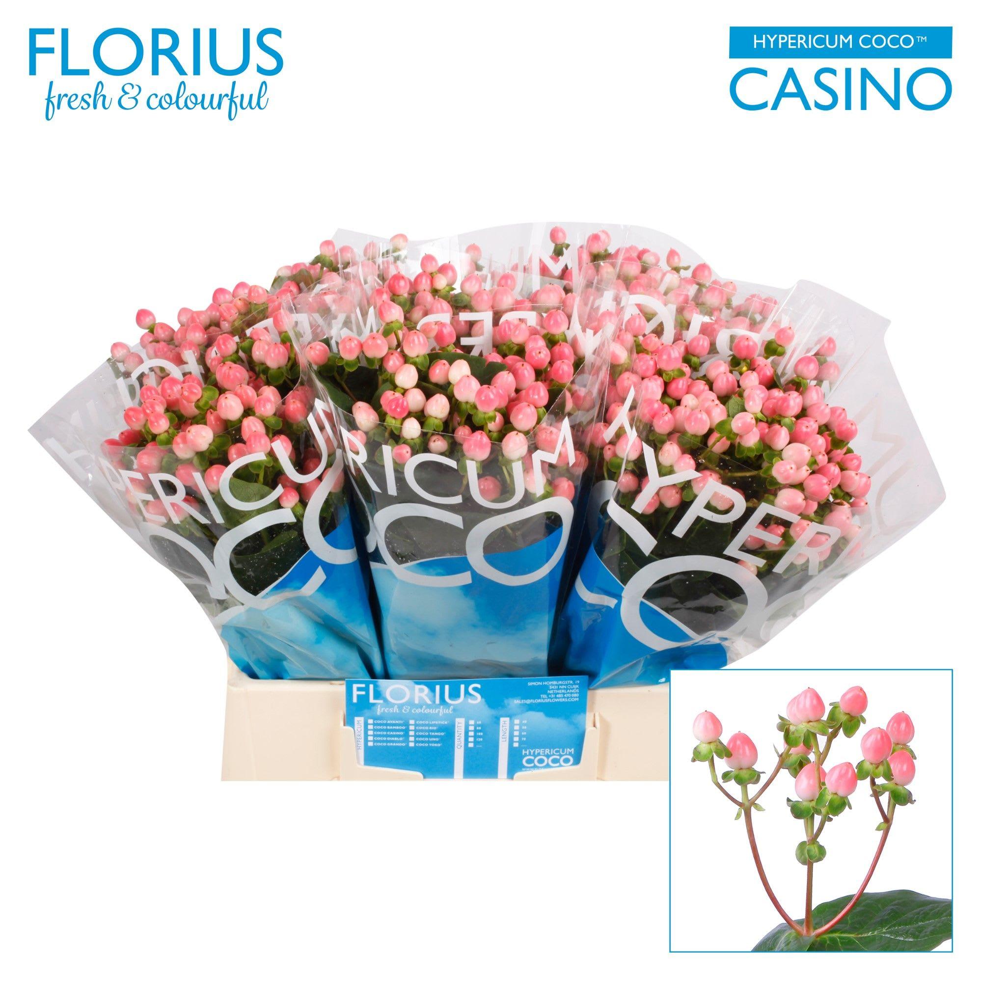 Срезанные цветы оптом Hypericum coco casino от 80шт из Голландии с доставкой по России