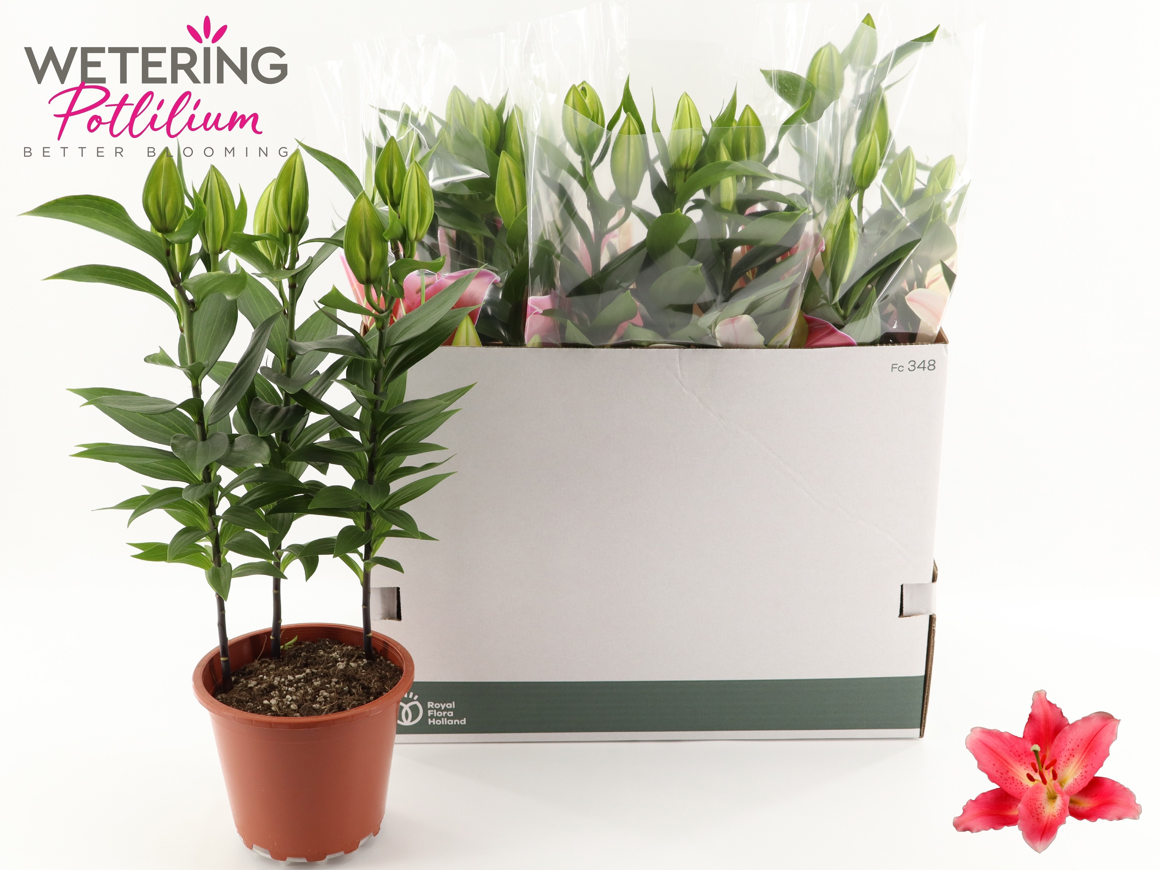 Горшечные цветы и растения оптом Lil Or Sunny Camino от 5шт из Голландии с доставкой по России