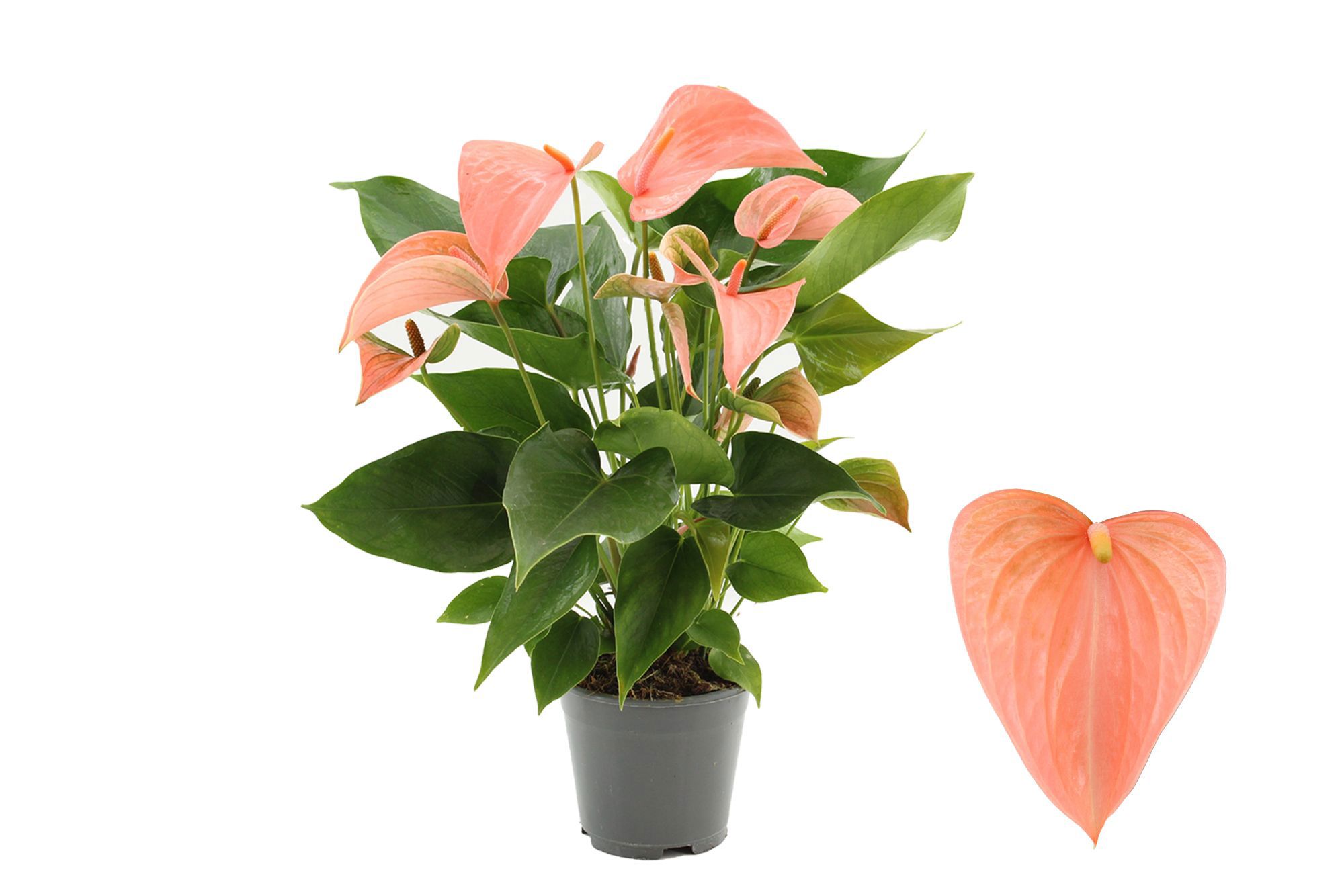 Горшечные цветы и растения оптом Anthurium 14 Cm Festivo Lux In Haute Couture Sleev от 1шт из Голландии с доставкой по России